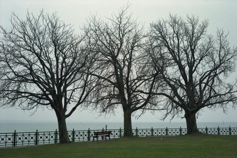 trees (Friedrichshafen)