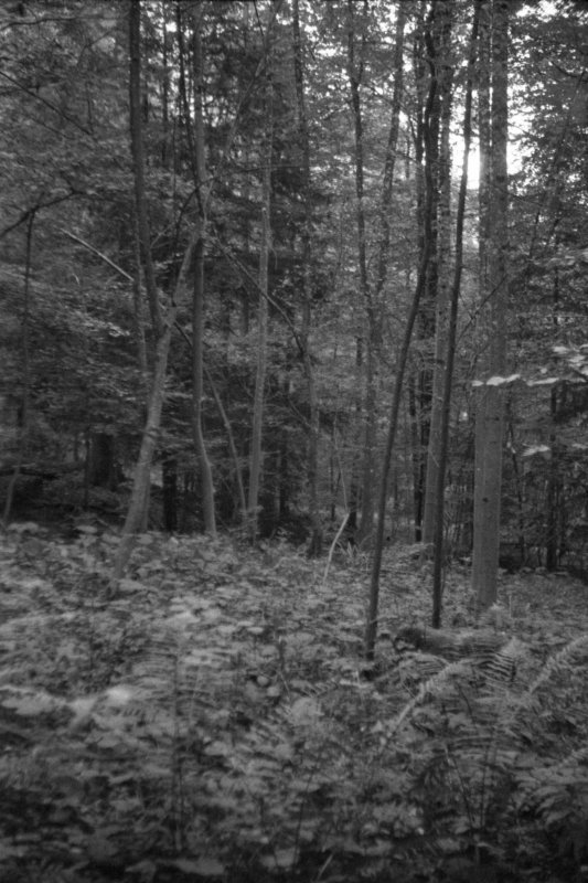 Am Üetliberg