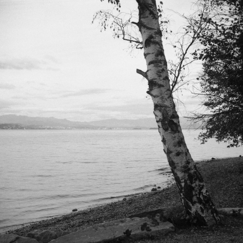 tree by the lake