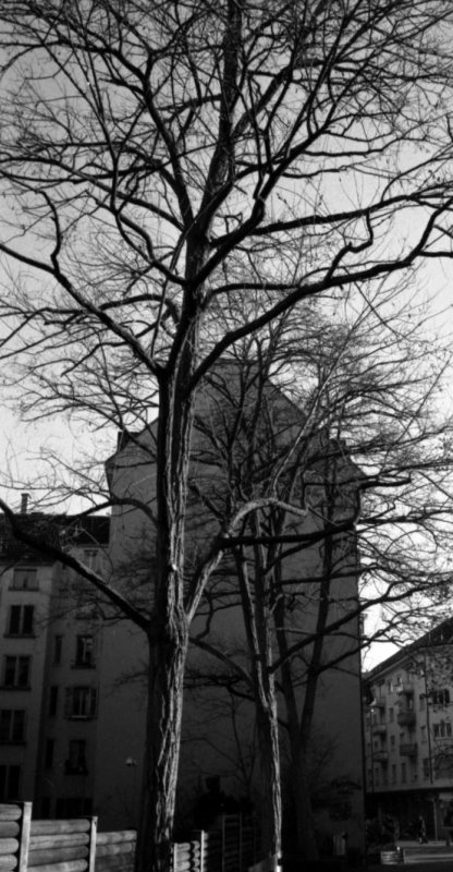 urban tree