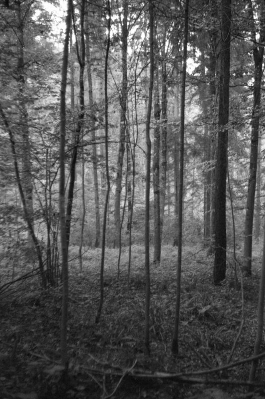 Am Üetliberg