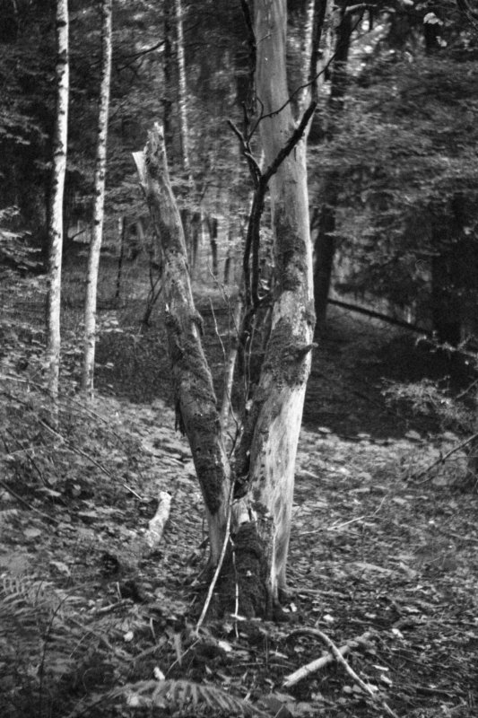 Am Üetliberg